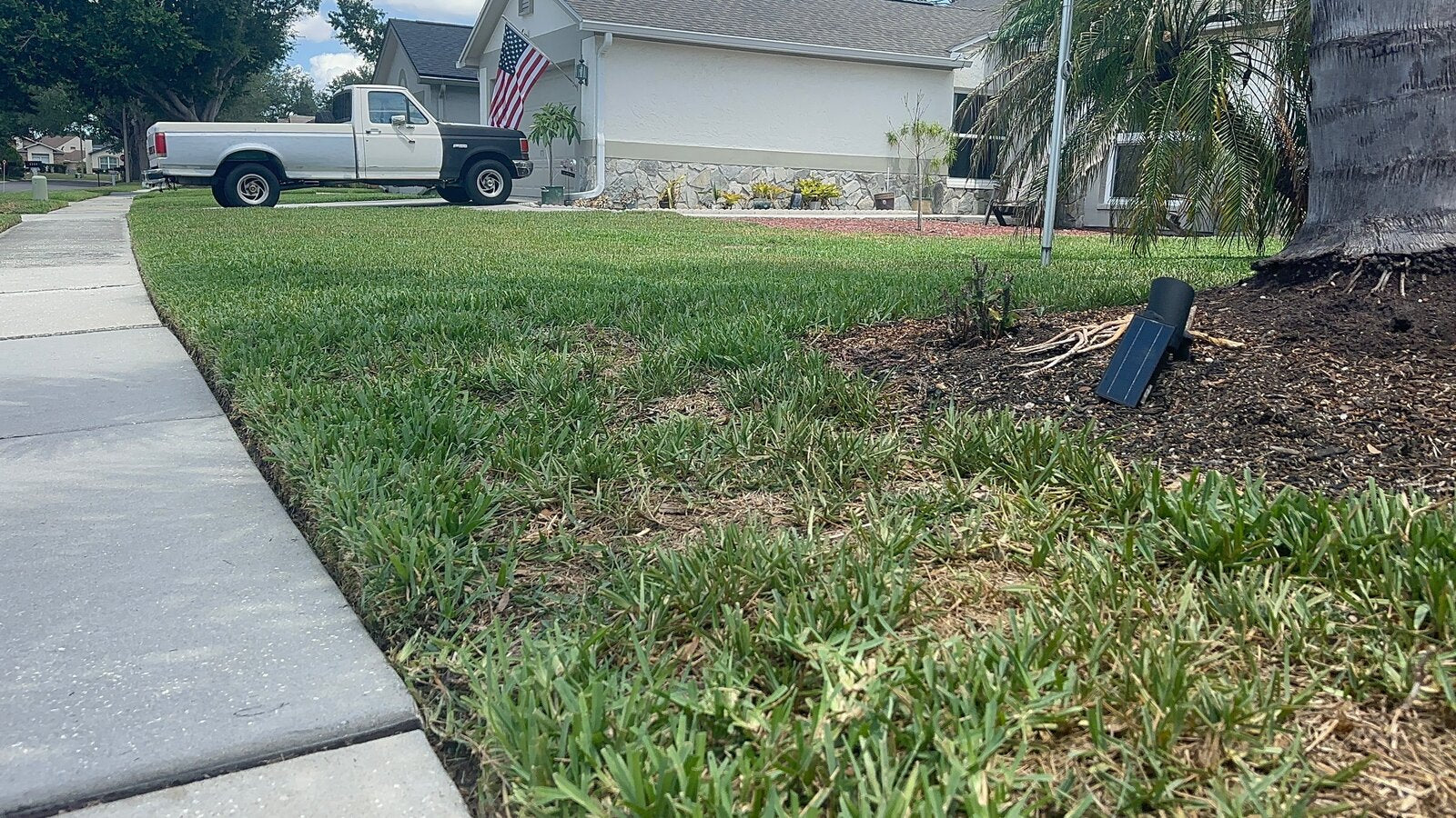 Freshly cut front lawn with crisp sidewalk edge and palm tree by TruEdge