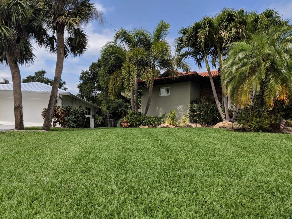 Lush green lawn with crisp mow lines and palm trees by TruEdge